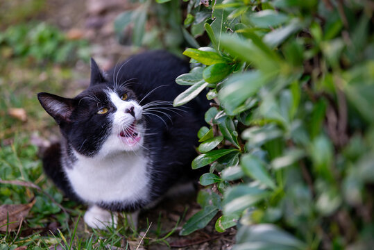 Black and white cat yawning with open mouth in a garden