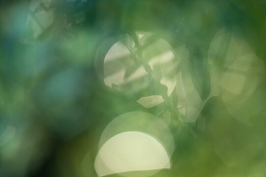 out-of-focus background with shades from green to yellow and plant shadows with bokeh