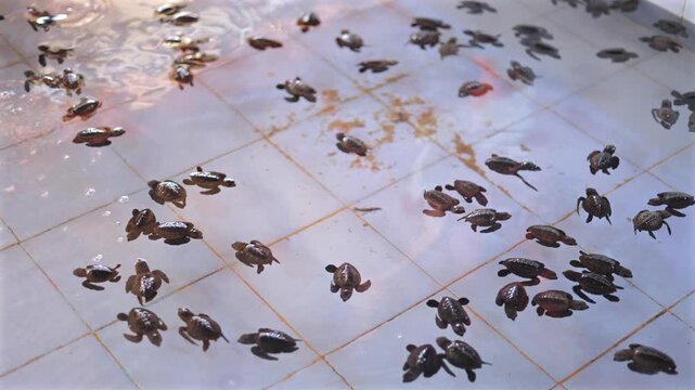 Cluster of hatchling sea turtles paddling through shallow nursery pool with soft diffuse light, tiled bottom, tiny wakes, ripples, wet shells, calm conservation setting