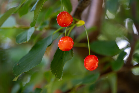 Three black cherry fruits on a tree. Very bright red and well-defined fruits. A fresh, summery atmosphere.