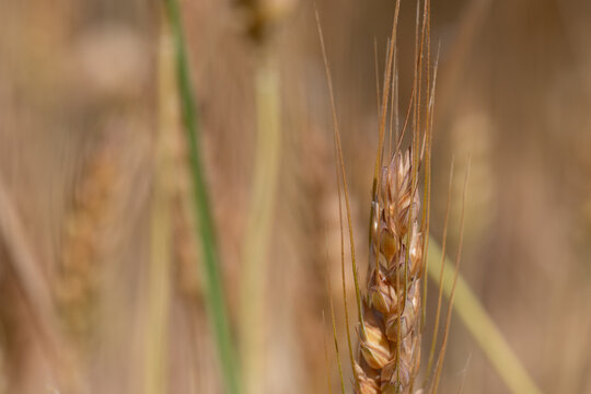 Ears of wheat of a beautiful, bright gold color. Very clear details. macro photography