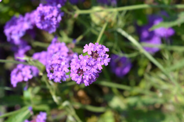 Obraz premium Vervain purple flowers - Latin name - Glandularia Homestead Purple