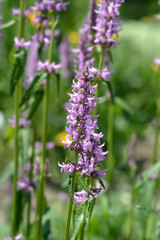 Obraz premium Common hedgenettle flowers - Latin name - Stachys officinalis