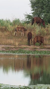 Horses and foals grazing on the bank of a river in summer