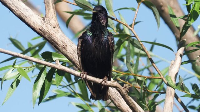 European starling (Sturnus vulgaris) preening on a willow branch displaying iridescent metallic plumage in summer