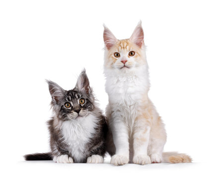 Duo handsome Maine Coon cat kittens, laying and sitting side by side. Looking towards camera. Isolated on a white background.