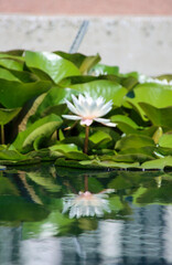 light-colored water lilie reflectin on the water © AnneMarie