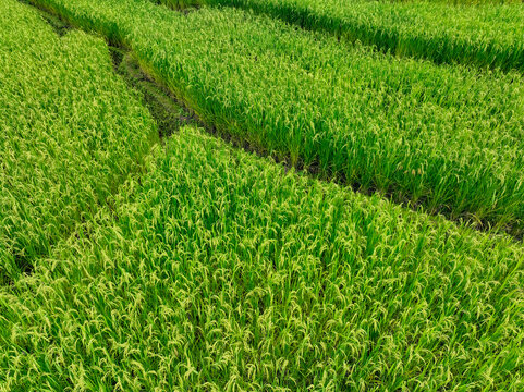 Green rice terraces field in northern Thailand. Organic farming, tranquil rural life, and eco living in a sustainable agricultural landscape. Traditional cultivation. Village life. Tropical rice field