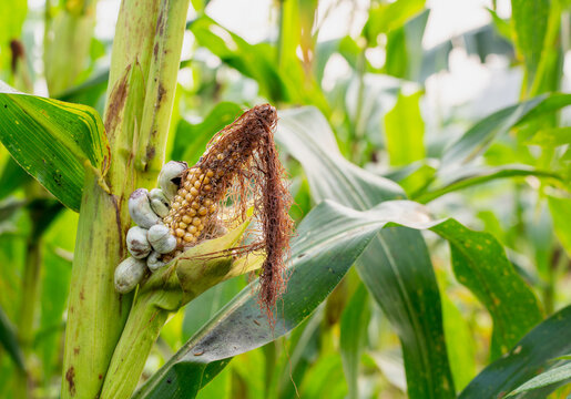Close-up of corn smut (Ustilago maydis) fungal galls growing on a maize ear in an agricultural field. Concept of plant pathology, fungal infection, and crop disease in modern maize farming