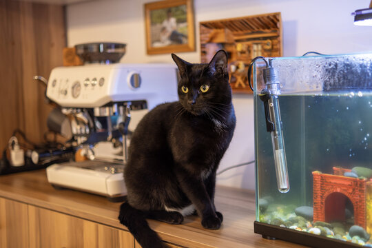 An indoor black cat sitting alertly in a cozy home setting between a small glass fish tank or aquarium tank and a&nbsp;coffee machine.