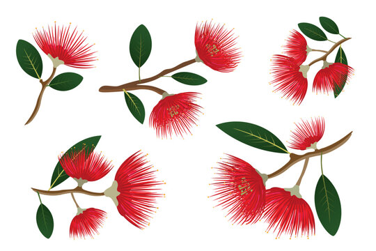 Watercolor style flat vector elements set of blooming New Zealand pohutukawa tree branches with red flowers, isolated floral collection