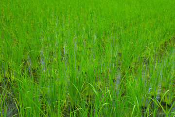 Obraz premium Young green rice plants growing in a flooded paddy field, representing sustainable agriculture, organic farming, healthy crops, natural cultivation, food production, and rural landscape.