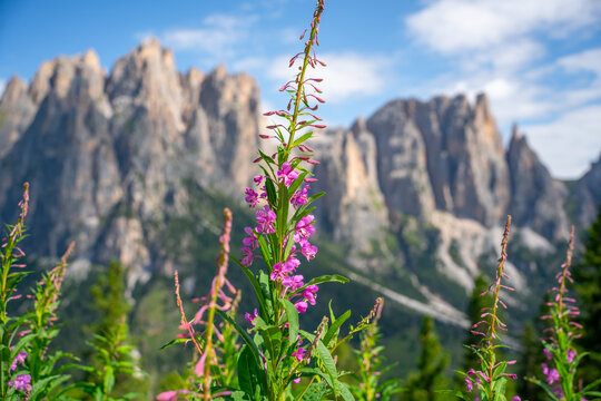 Pink alpine wildflowers with Rosengarten mountain group in the background, Italy. Dolomites during summer, illustrating mountain biodiversity and natural beauty