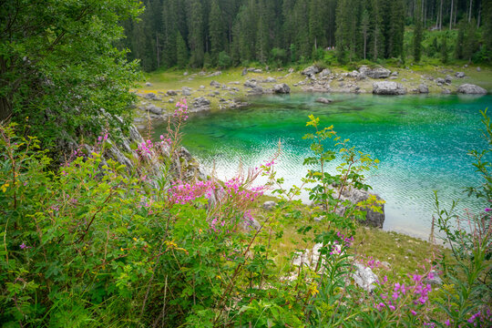 Pink alpine wildflowers growing along shoreline of Lake Carezza with crystal-clear turquoise water and evergreen forest in background