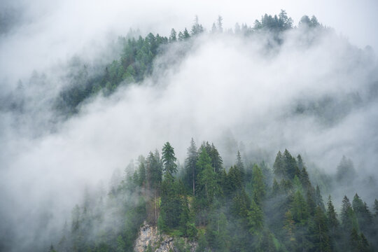 Aesthetic view of dense fog rolling through evergreen forests in the Dolomites after rainfall. Layers of mist create a dramatic mountain landscape