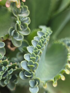 Kalanchoe plantlets macro growth texture