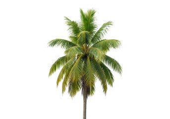 Fototapeta premium Green palm tree isolated on white background isolated on transparent background