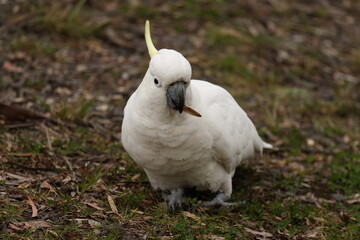 Sulphur-Crested Cockatoo Foraging on Ground in Blue Mountains © blueringmedia