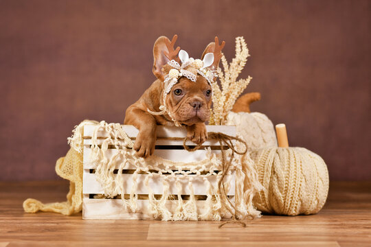 Cute mocca sable French Bulldog puppy with reindeer antlers in box in front of brown background with boho style decoration