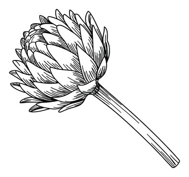 Ilustraci&oacute;n dibujada a mano en blanco y negro de una flor de alcachofa