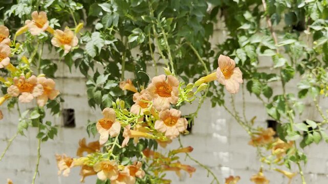 Vibrant trumpet vine blossoms cascade down a textured white brick wall, showcasing nature's beauty and a tranquil garden setting