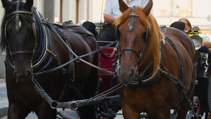 Obraz premium Close-up of Two Horses Pulling a Carriage in Prague