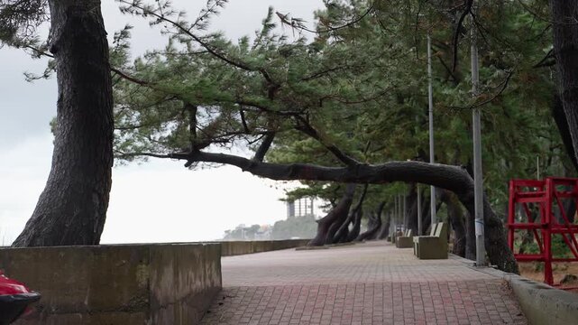 A picturesque coastal promenade, where the branches of lush green pines sway in the wind, arching over the path.