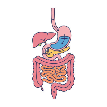 Simplified human digestive system diagram. Anatomy illustration of internal organs.