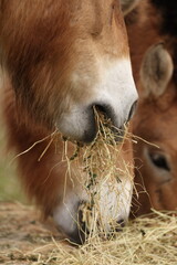 Close Up View of Przewalski Horse Eating Dry Grass © blueringmedia