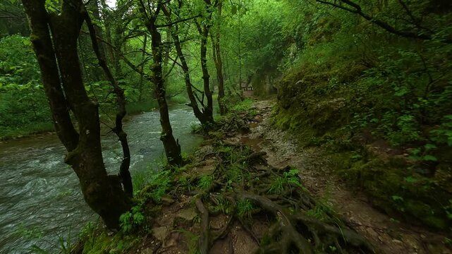 Rainy forest path beside rushing stream. Sokobanja, Serbia.