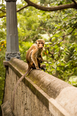 Curious Toque Macaque Monkey Posing on an Old Stone Wall in Nature © Angelo D'Amico