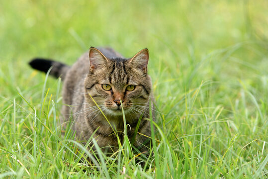 Brown tabby cat stalking through green grass outdoors