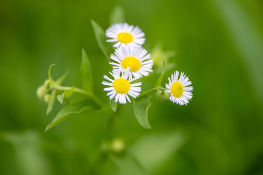 Erigeron annuus flowers blooming in a green field with soft bokeh background.