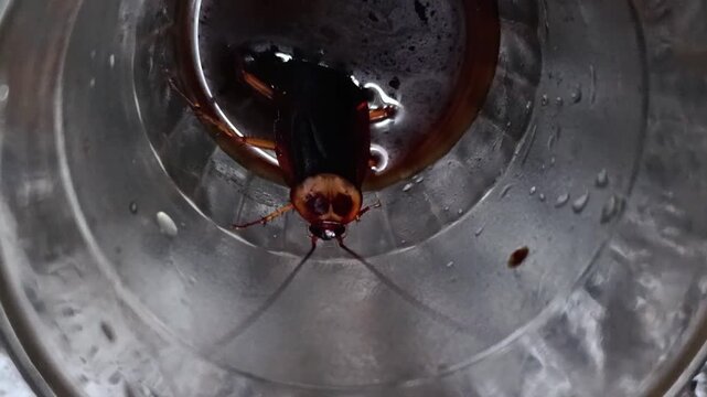 Dark liquid traps a cockroach in a glass container