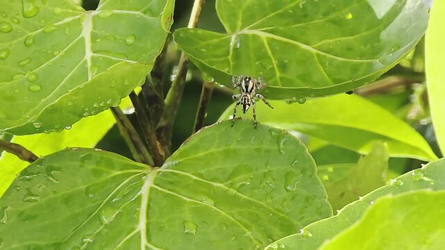 Close-up of a spider crawling from one green leaf to another in a garden.