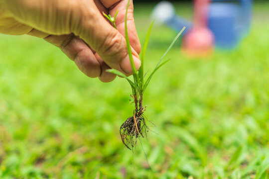 Close up a hand is pulling out nut grass weed in a lawn.