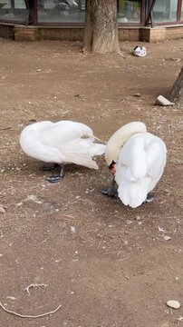 Two White Swans Preening Feathers on Ground