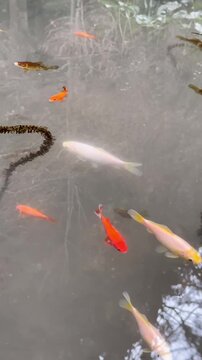 Koi Carp and Goldfish Swimming in Garden Pond Vertical Video