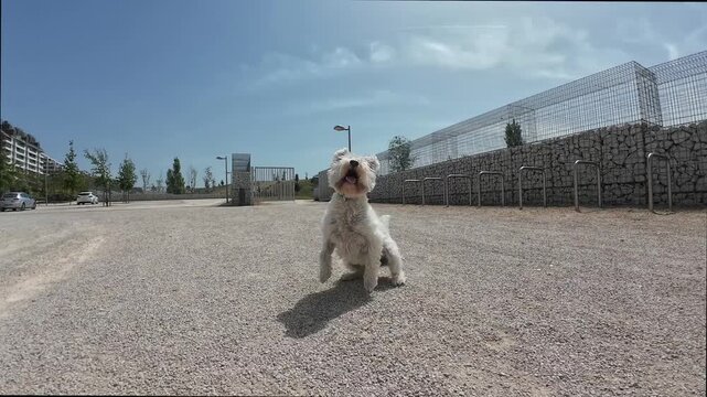 Energetic white terrier dog running and playing in a park