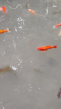 Assorted Koi Fish and Goldfish Gliding in Water Tank