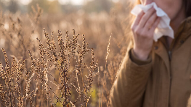 Woman sneezing in an autumn field, experiencing seasonal allergies from ragweed pollen, holding a tissue to her nose