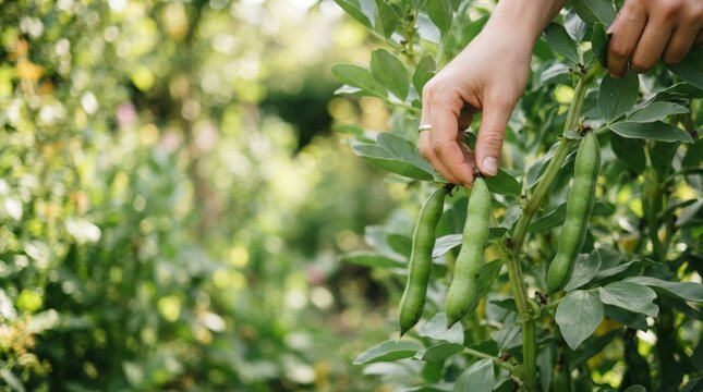 Close up of a woman harvesting fresh organic fava beans in a sunny vegetable garden for sustainable home cooking