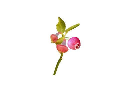 Vaccinium myrtillus or bilberry plant stem with young fruits isolated on a white background
