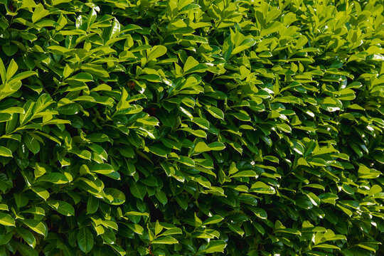 the garden, Carolina laurelcherry or Carolina cherry laurel is a small evergreen flowering tree, Natural greenery pattern background.