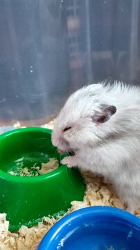 White hamster eating food from a green plastic bowl in a cage vertical