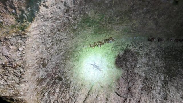 Salina, Malta - A small lizard and cluster of snails cling to the textured rock ceiling inside ancient underground catacombs, caught in the glow of a flashlight beam. The artificial light casts an eer