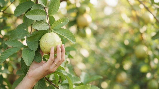 Young woman hand picking fresh ripe guava fruit from tree in organic orchard for healthy harvest concept