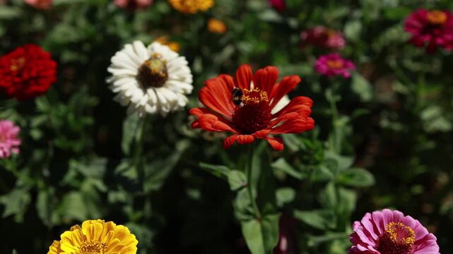 Bamblebee collecting nectar on colorful zinnia flowers in a summer garden