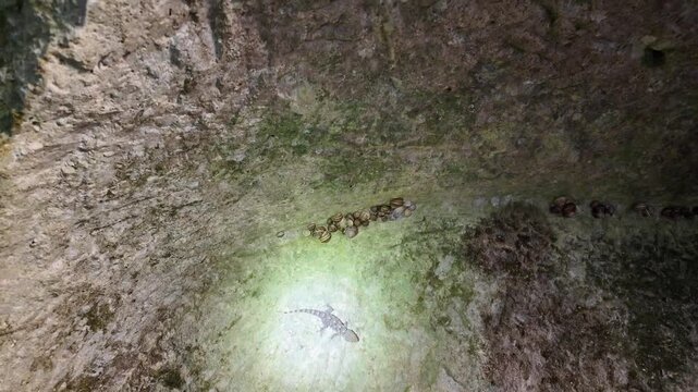 Salina, Malta - A small lizard and cluster of snails cling to the textured rock ceiling inside ancient underground catacombs, caught in the glow of a flashlight beam. The artificial light casts an eer