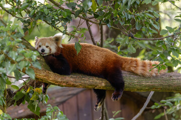 Fototapeta premium Red panda lying flat on a tree branch looking at the camera